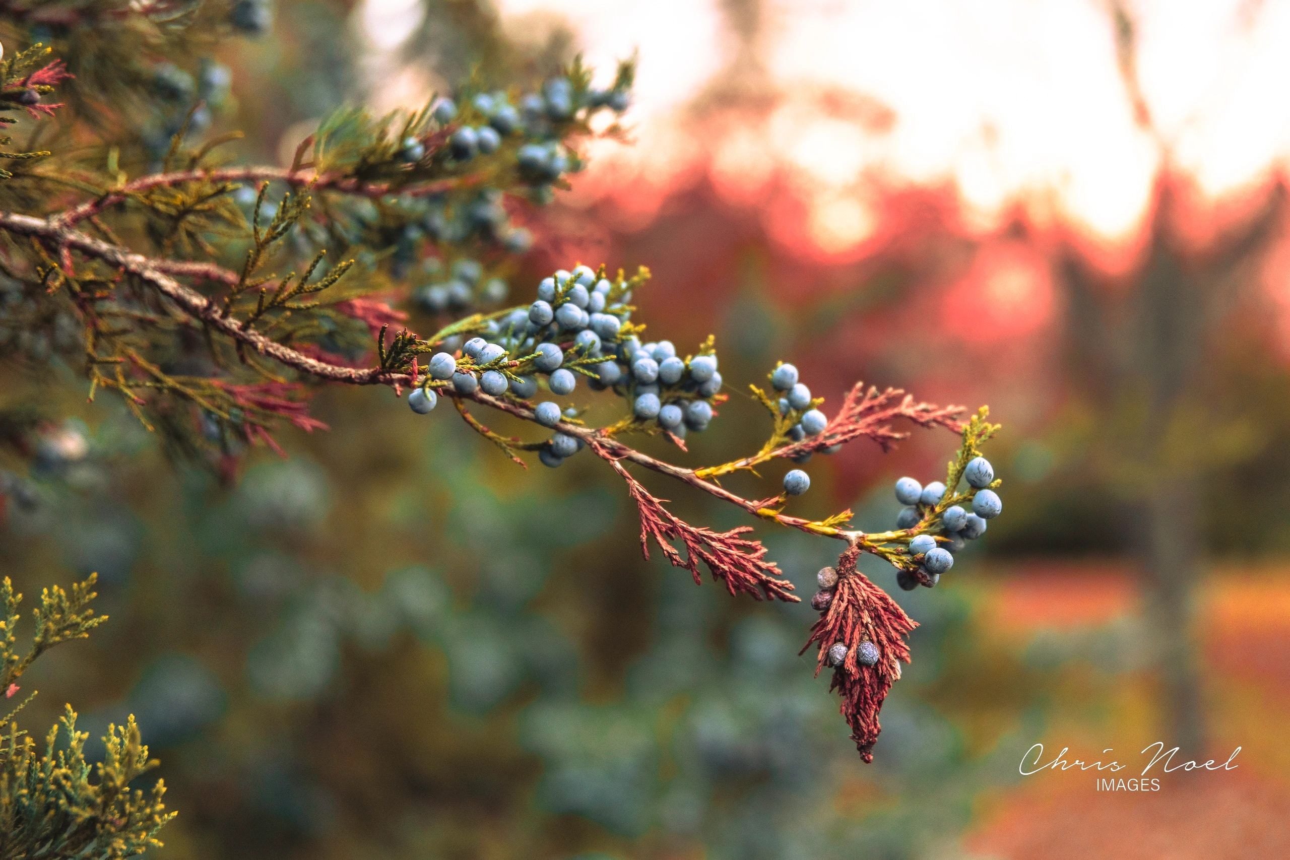 Juniper tree in nature