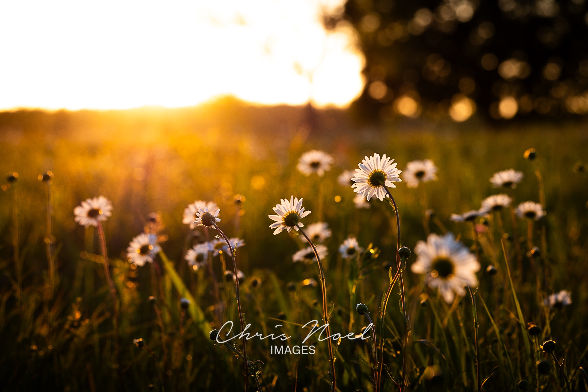 Daisies in a golden-hour field with warm atmospheric backlight