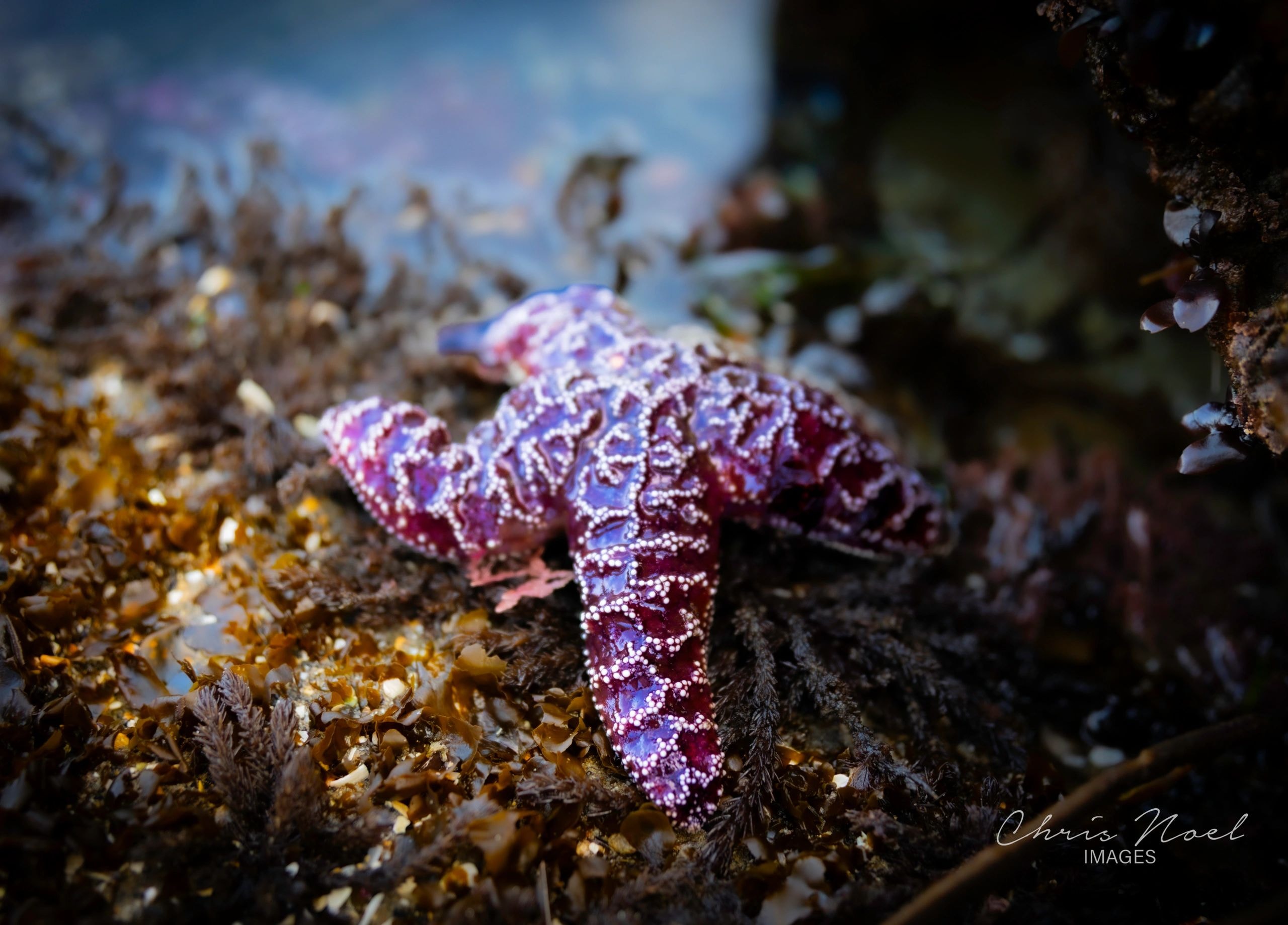 Starfish on the ocean shore