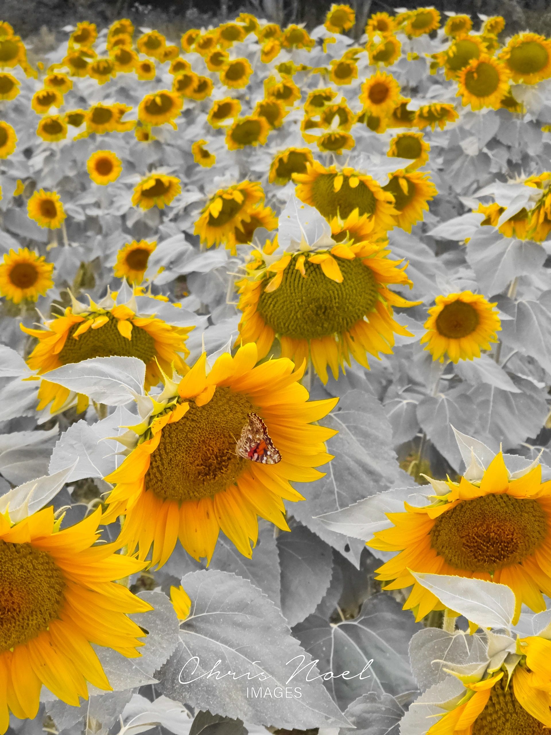 Vast sunflower field in golden light